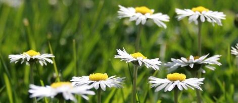 blume